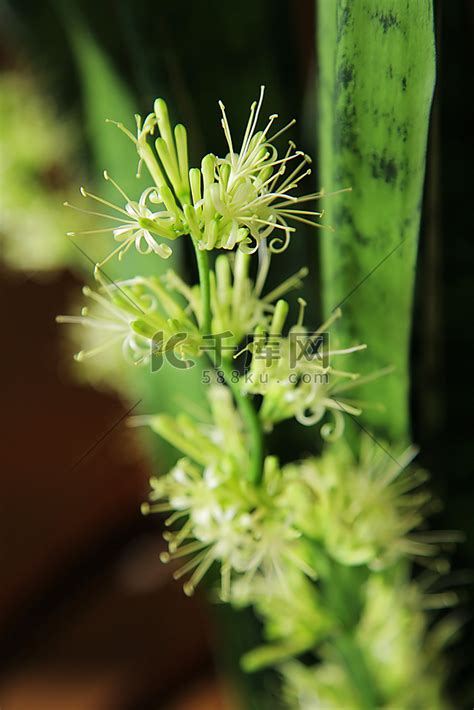 虎尾兰会开花吗|虎尾兰是否会开花及花朵形态分析（了解虎尾兰的开花规律和特征…